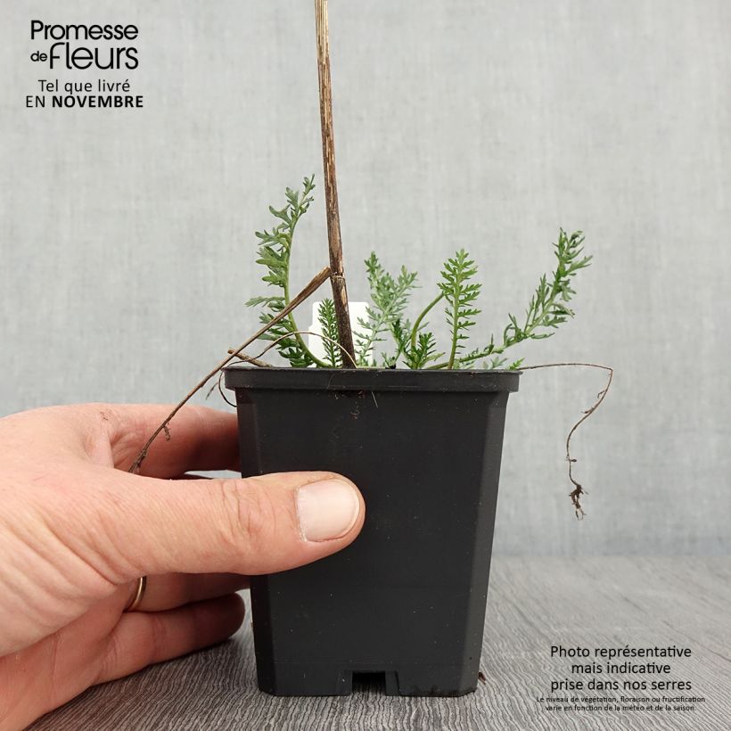 Esimerkki syksyllä toimitetusta Siankärsämö Feuerland 8/9 cm taimiruukku-taimesta