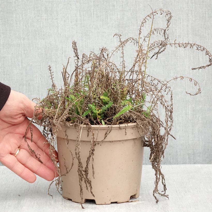Esimerkki syksyllä toimitetusta Siankärsämö Lilac Beauty 2 litran/3 litran ruukku-taimesta