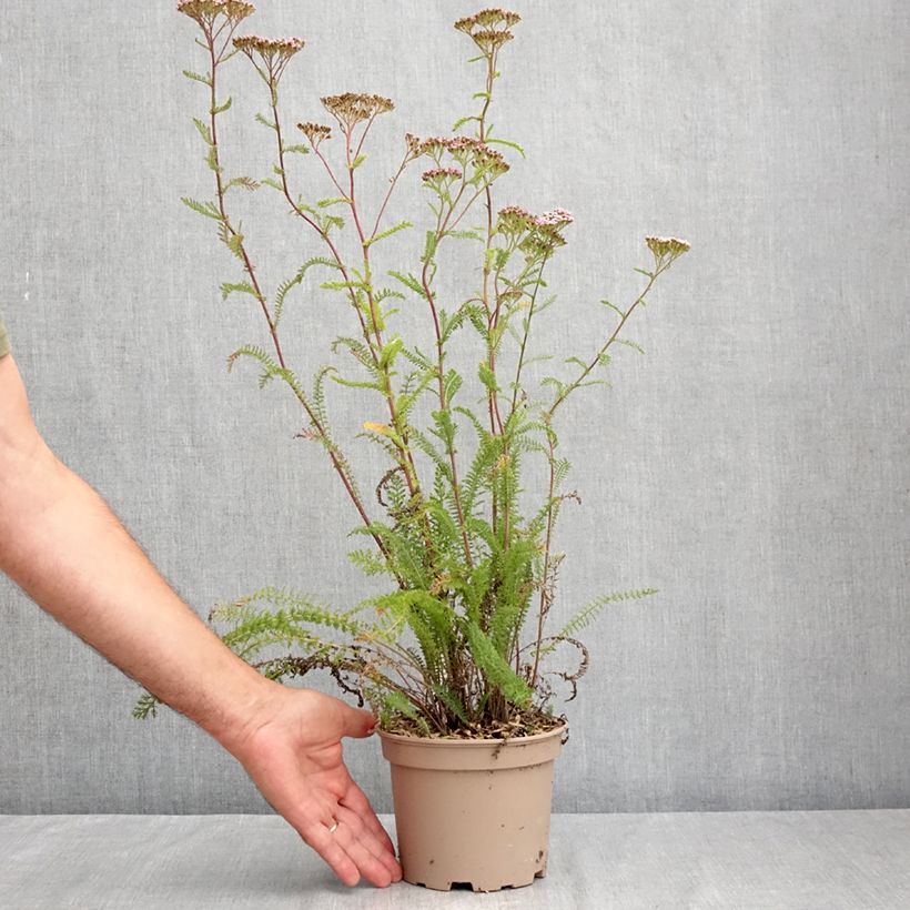 Esimerkki kesällä toimitetusta Siankärsämö Lilac Beauty Pot de 2L/3L-taimesta