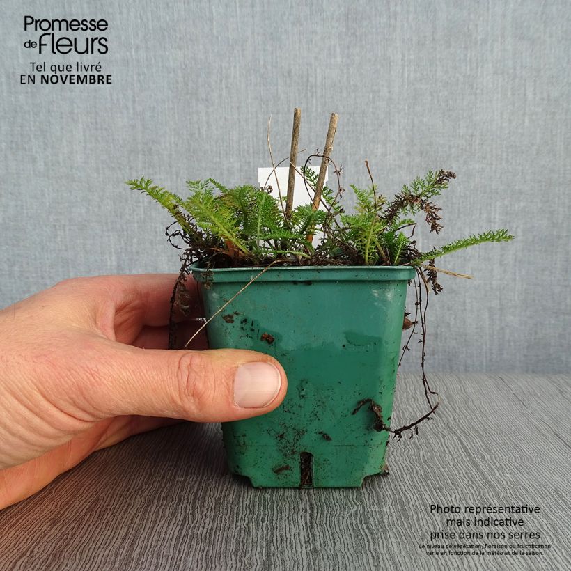 Esimerkki syksyllä toimitetusta Siankärsämö Peachy Seduction 8/9 cm taimiruukku-taimesta