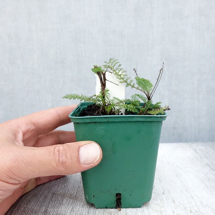 Esimerkki kesällä toimitetusta Siankärsämö Peachy Seduction Godet de 8/9 cm-taimesta