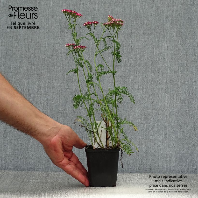 Esimerkki syksyllä toimitetusta Siankärsämö Petra 8/9 cm taimiruukku-taimesta