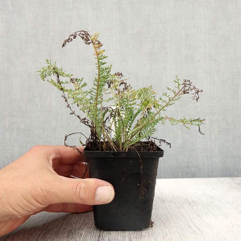 Esimerkki syksyllä toimitetusta Siankärsämö Velours 8/9 cm taimiruukku-taimesta