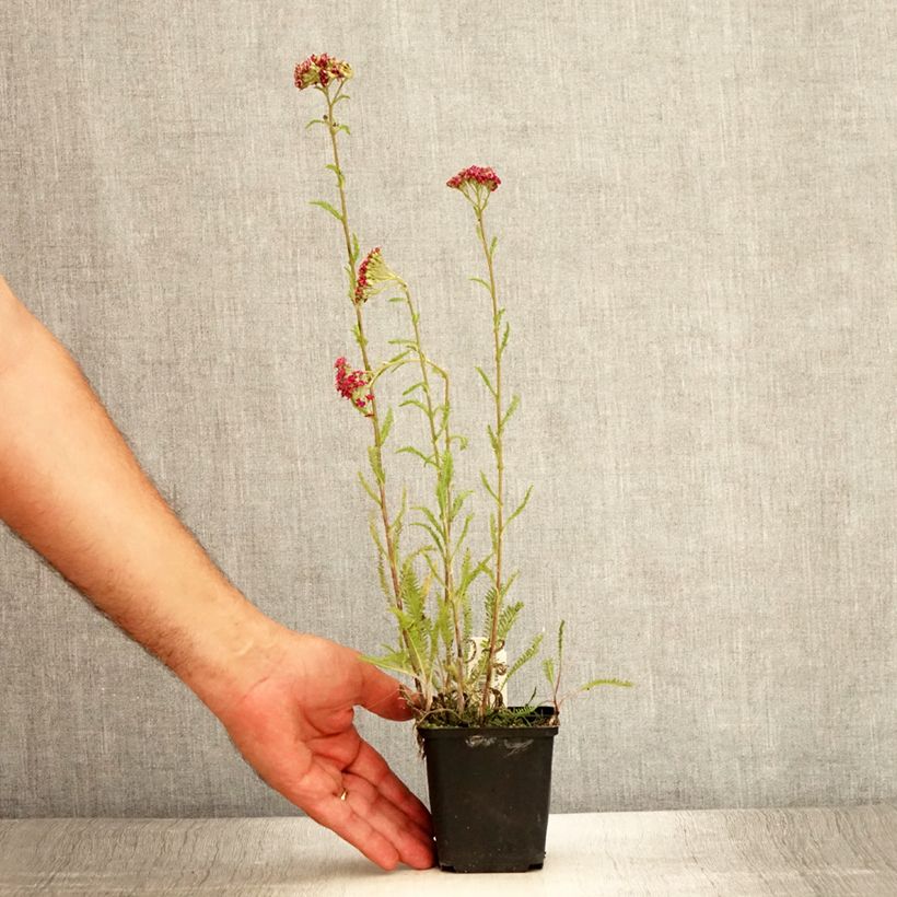 Esimerkki kesällä toimitetusta Siankärsämö Velours Godet de 8/9 cm-taimesta