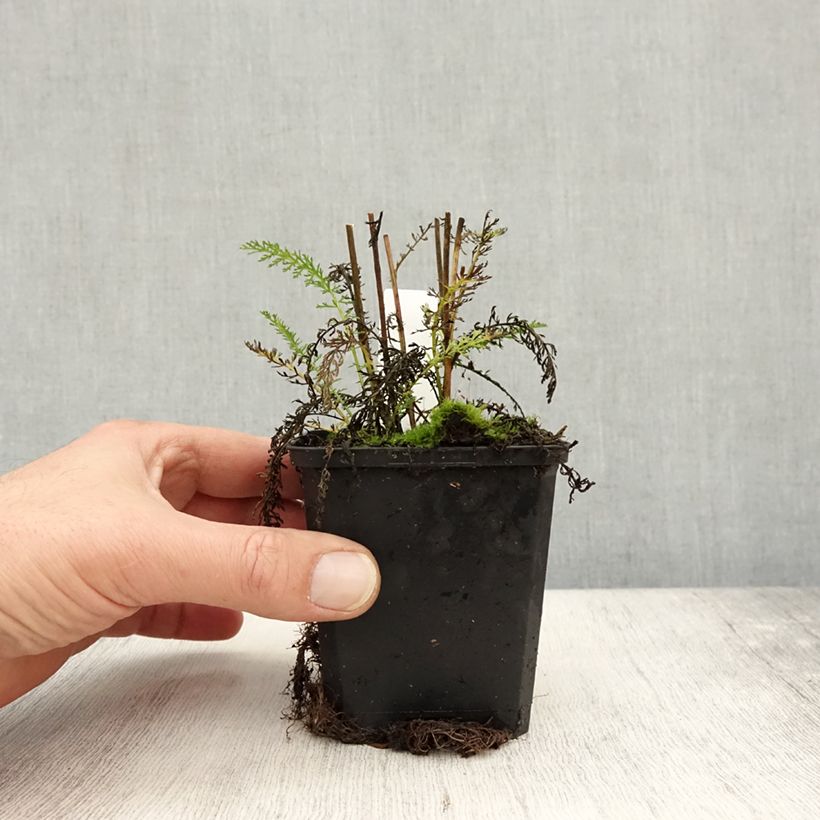 Esimerkki syksyllä toimitetusta Siankärsämö Wonderful Wampee 8/9 cm taimiruukku-taimesta