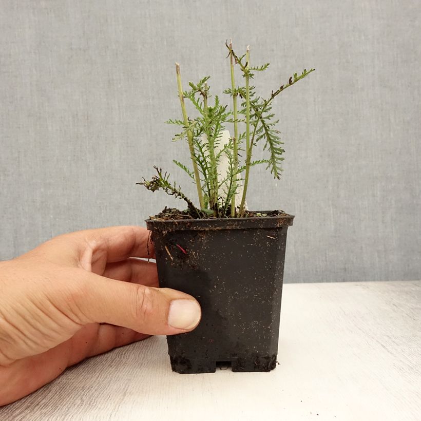 Esimerkki kesällä toimitetusta Siankärsämö Wonderful Wampee Godet de 8/9 cm-taimesta