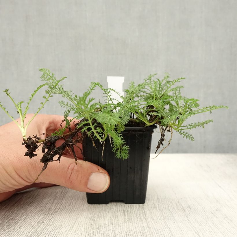 Esimerkki syksyllä toimitetusta Siankärsämö - Achillea odorata 8/9 cm taimiruukku-taimesta