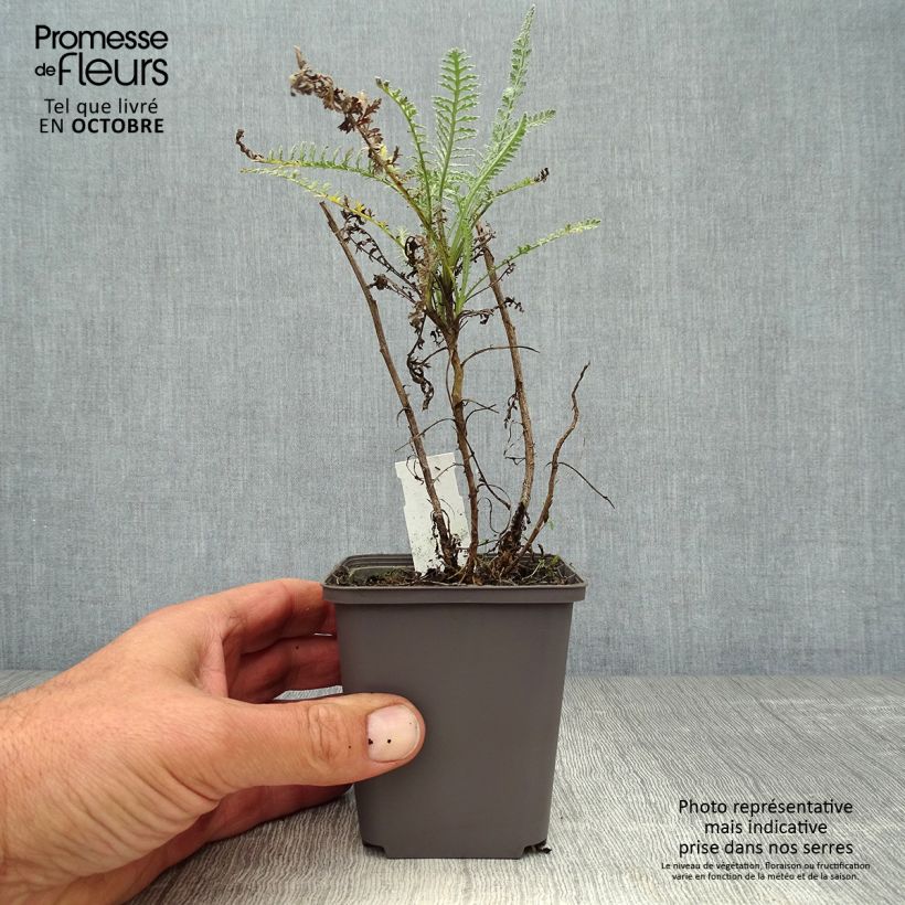 Esimerkki syksyllä toimitetusta Siankärsämö - Achillea taygetea 8/9 cm taimiruukku-taimesta