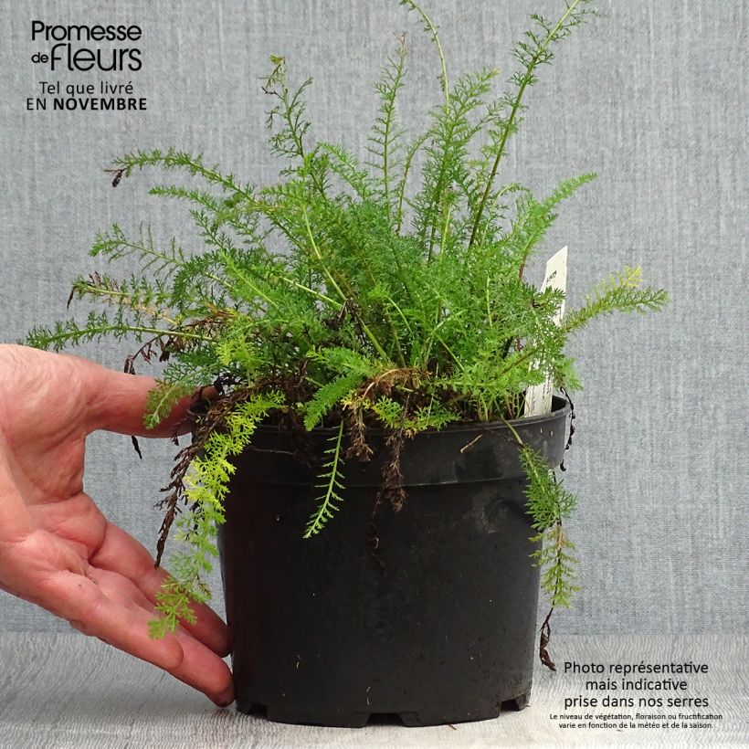Esimerkki syksyllä toimitetusta Kivikärsämö - Achillea tomentosa 2 litran/3 litran ruukku-taimesta