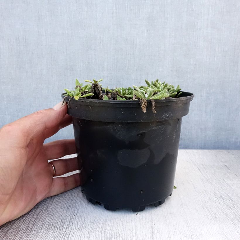 Esimerkki kesällä toimitetusta Kivikärsämö - Achillea tomentosa Ruukku 2L / 3L-taimesta