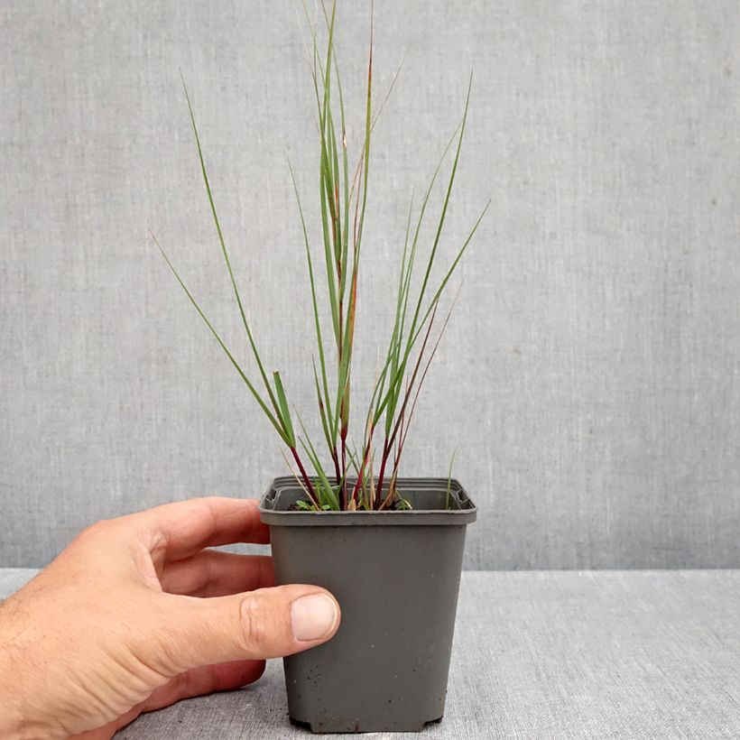 Esimerkki syksyllä toimitetusta Hopearöyhy Allgäu 8/9 cm taimiruukku-taimesta