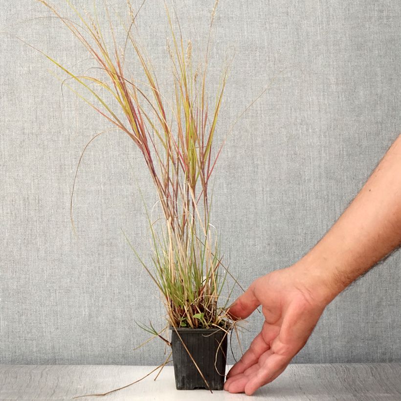 Esimerkki kesällä toimitetusta Achnatherum ou Stipa calamagrostis Allgäu - Calamagrostide argenté Godet de 8/9 cm-taimesta