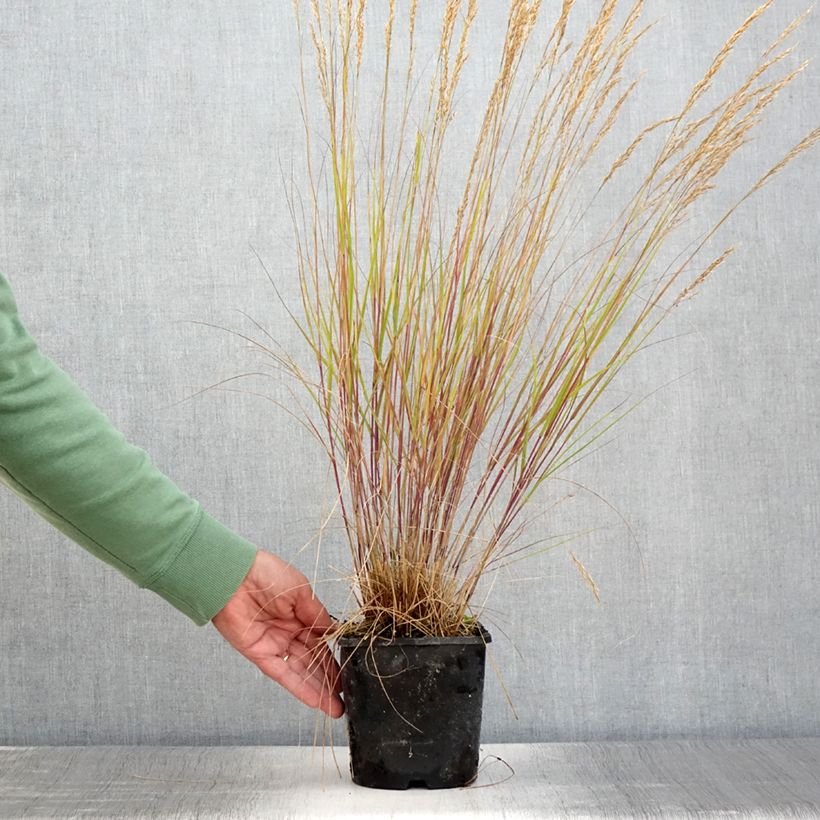 Esimerkki kesällä toimitetusta Achnatherum ou Stipa calamagrostis Allgäu - Calamagrostide argenté Pot de 1,5L/2L-taimesta