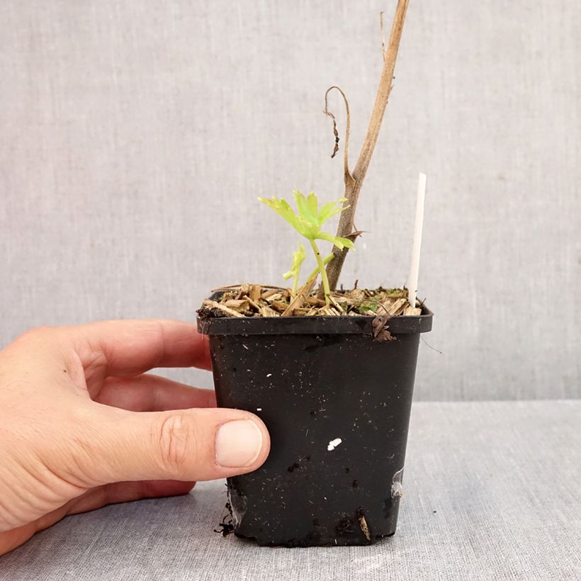 Esimerkki syksyllä toimitetusta Ukonhatu Purple Sparrow 8/9 cm taimiruukku-taimesta