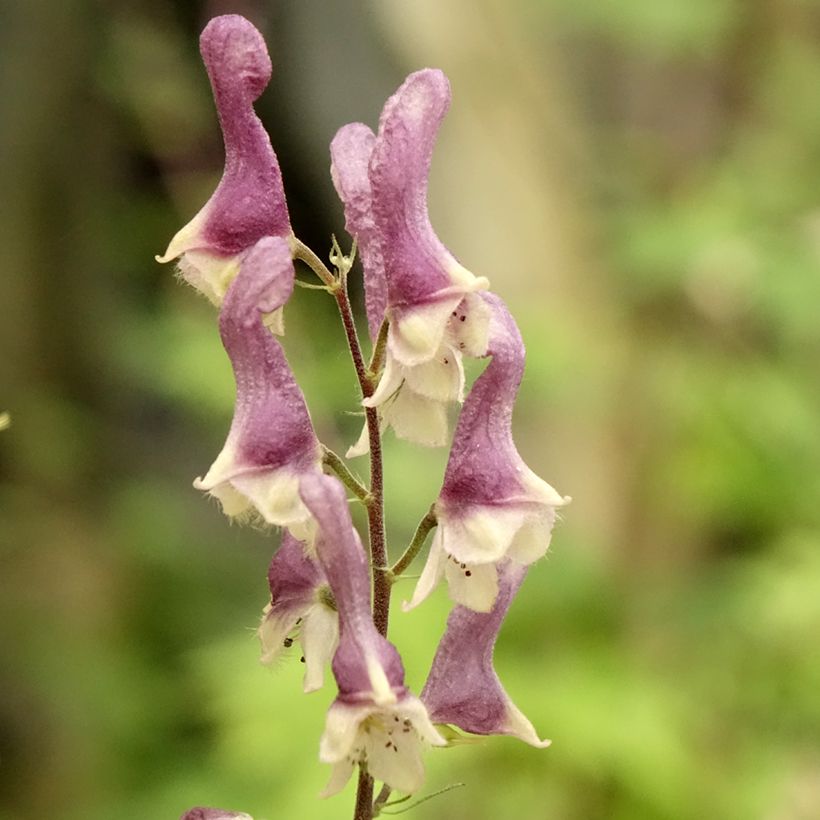 Ukonhatu Purple Sparrow (Kukinta)