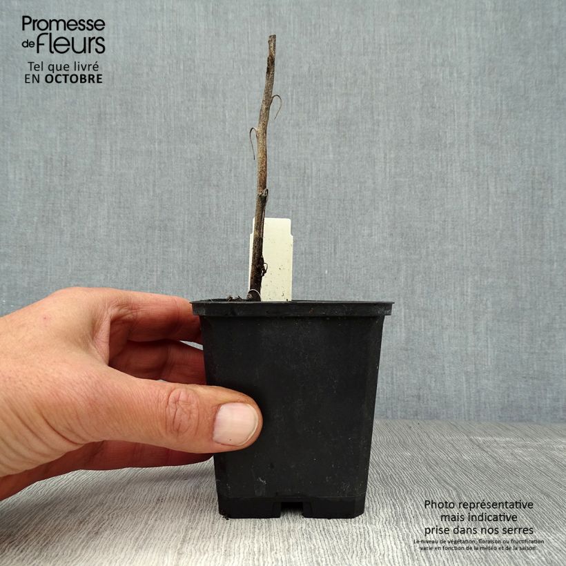 Esimerkki syksyllä toimitetusta Kiinanukonhattu Spark s Variety 8/9 cm taimiruukku-taimesta