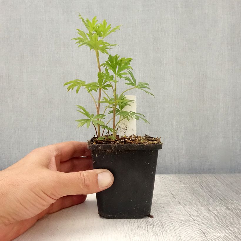 Esimerkki kesällä toimitetusta Kiinanukonhattu Spark s Variety Taimiruukku 8/9 cm-taimesta