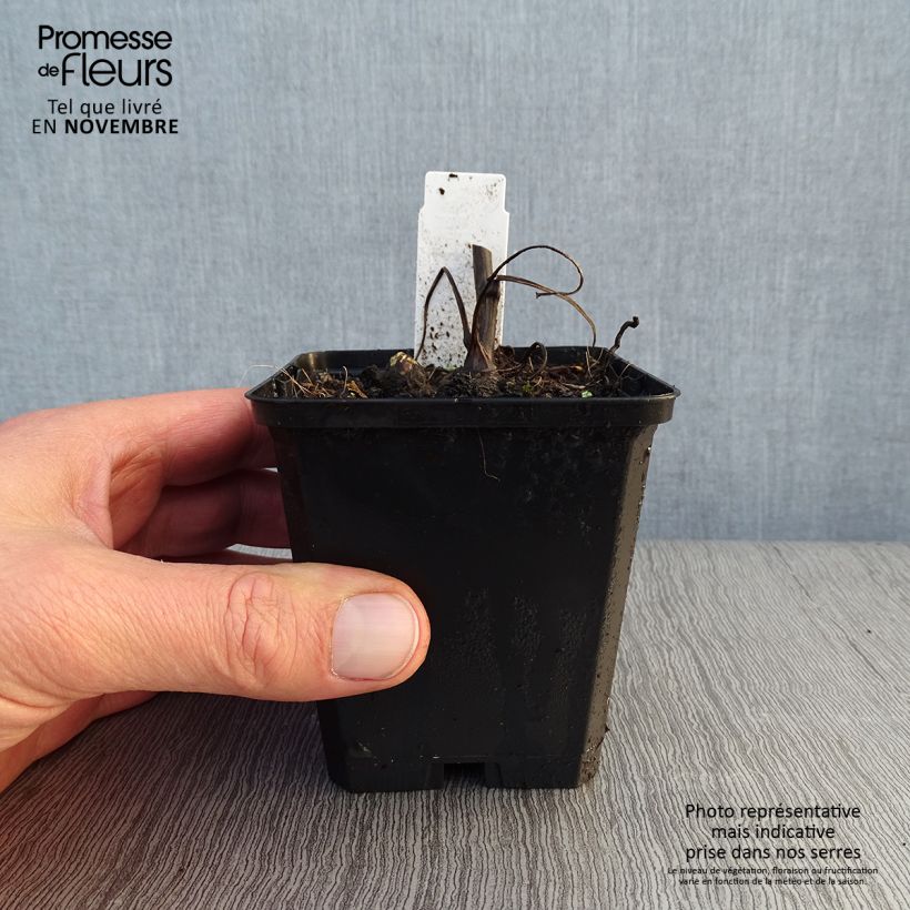 Esimerkki syksyllä toimitetusta Aitoukonhattu Album 8/9 cm taimiruukku-taimesta