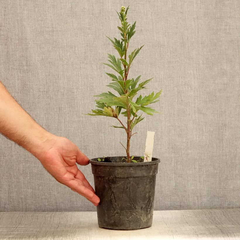 Esimerkki kesällä toimitetusta Tarhaukonhattu Bicolor Pot de 2L/3L-taimesta