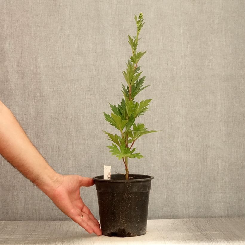 Esimerkki kesällä toimitetusta Aconit de Fischer - Aconitum fischeri Pot de 2L/3L-taimesta