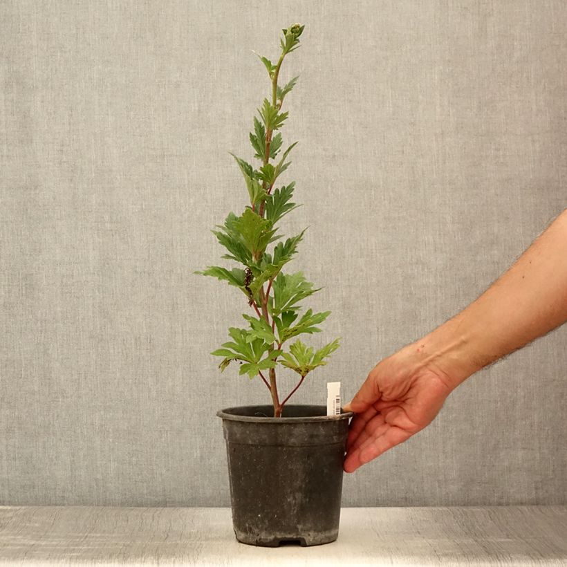 Esimerkki kesällä toimitetusta Aconitum carmichaelii Royal Flush Pot de 2L/3L-taimesta