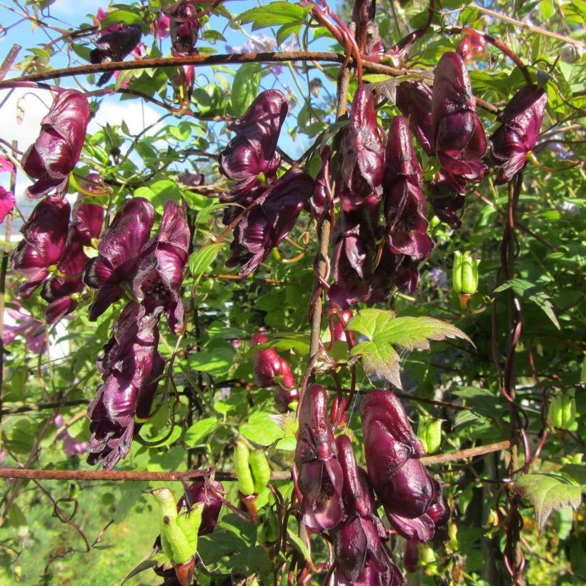 Köynnösukonhattu Red Wine (Kukinta)