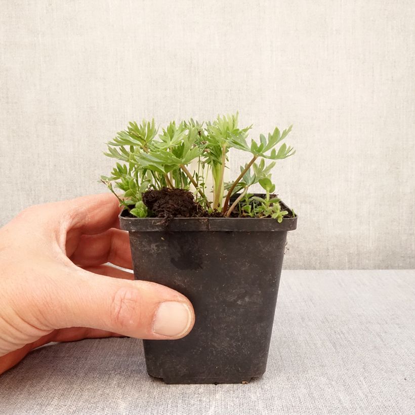 Esimerkki keväällä toimitetusta Huppu-ukonhattu - Aconitum napellus subsp. vulgare Godet de 8/9 cm-taimesta