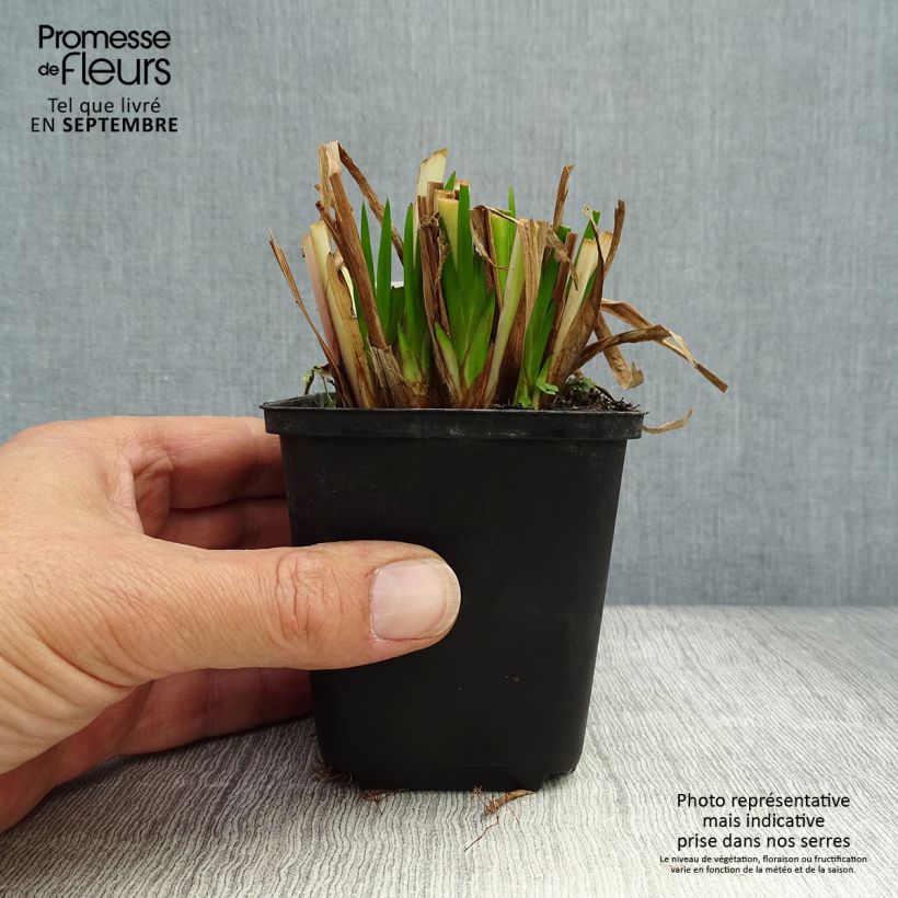 Esimerkki syksyllä toimitetusta Kalmojuuri - Acorus calamus 8/9 cm taimiruukku-taimesta