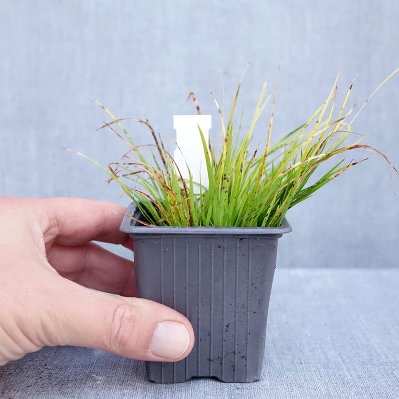 Esimerkki syksyllä toimitetusta Heinäkalmojuuri Hakuro Nishiki 8/9 cm taimiruukku-taimesta