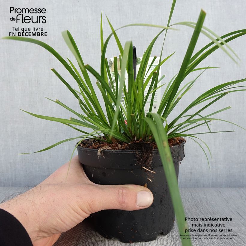 Esimerkki syksyllä toimitetusta Acorus gramineus Licorice - Jonc japonais Pot de 1,5L/2L-taimesta