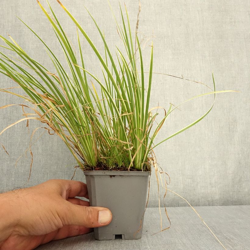 Esimerkki kesällä toimitetusta Heinäkalmojuuri Variegatus 8/9 cm taimiruukku-taimesta