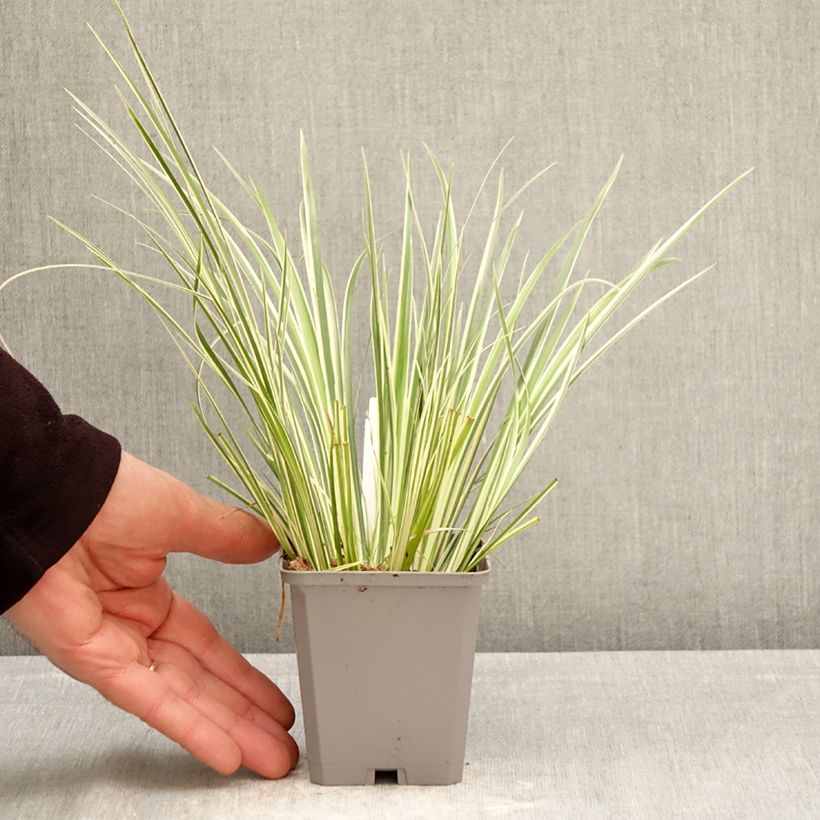 Esimerkki keväällä toimitetusta Heinäkalmojuuri Variegatus Godet de 8/9 cm-taimesta