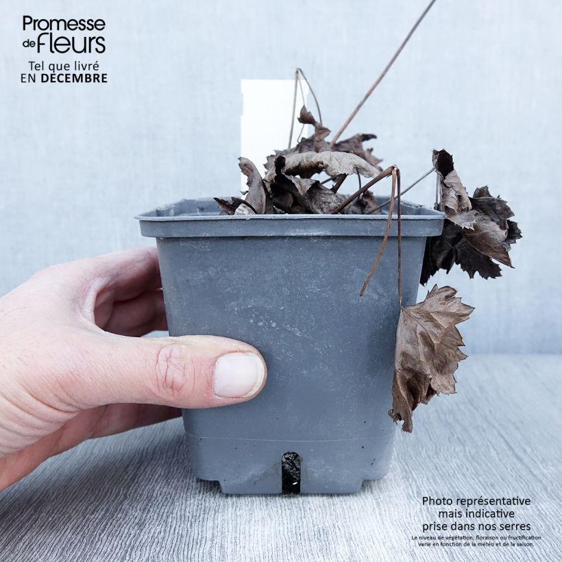 Esimerkki syksyllä toimitetusta Actaea Cheju-Do - Cimicifuga japonica Pot de 1L/1,5L-taimesta