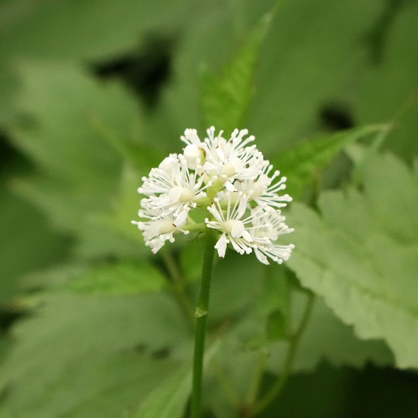 Valkokonnanmarja Misty Blue (Kukinta)