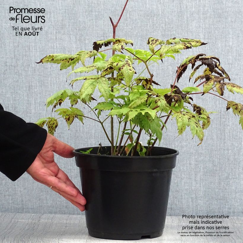 Esimerkki kesällä toimitetusta Valkokonnanmarja Misty Blue Pot de 3L/4L-taimesta