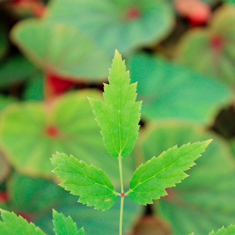 Lännenkonnanmarja - Actaea rubra (Lehvistö)