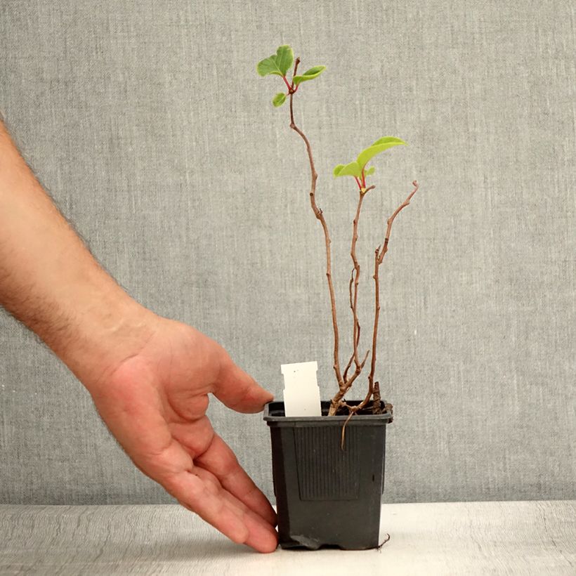 Esimerkki kesällä toimitetusta Kiwi arguta Domino (femelle) - Kiwai - Actinidia arguta Pot de 10 cm/11cm-taimesta
