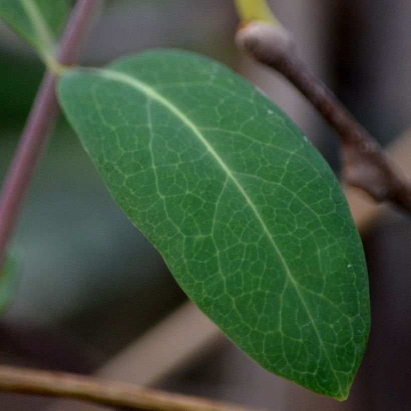 Kiinanlaikkuköynnös - Actinidia kolomikta (Foliage)