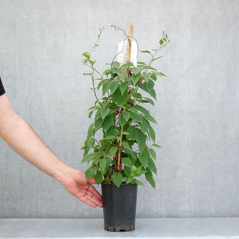 Esimerkki keväällä toimitetusta Actinidia kolomikta Red Beauty - Kiwi d'ornement femelle Pot de 2L/3L-taimesta