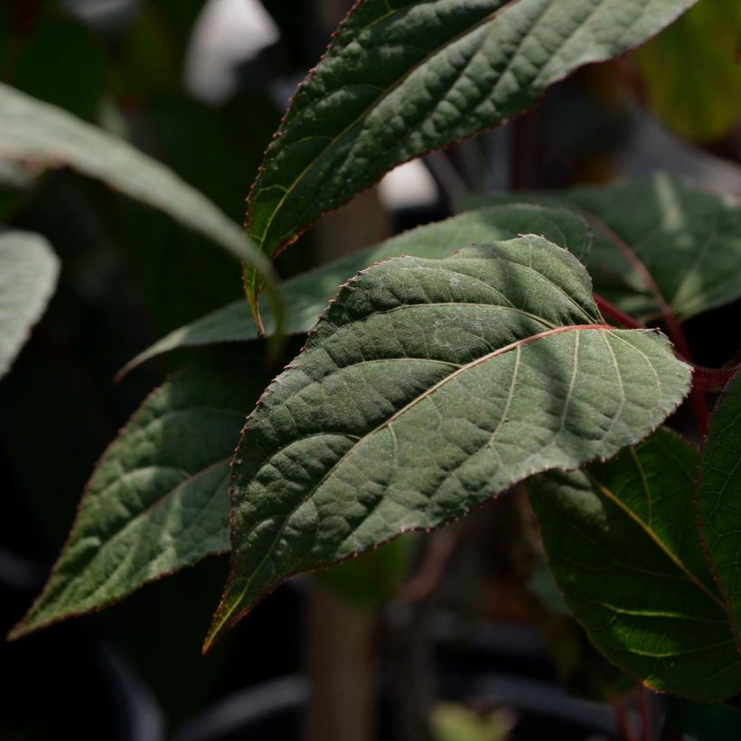 Actinidia pilosula (Lehvistö)