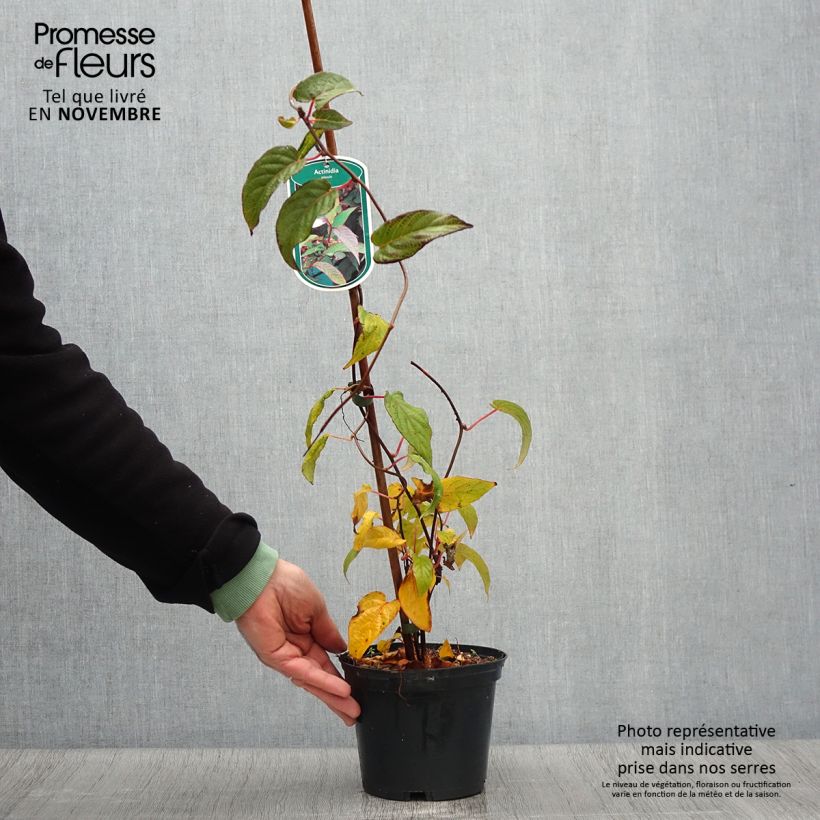 Esimerkki syksyllä toimitetusta Actinidia pilosula 2 litran/3 litran ruukku-taimesta