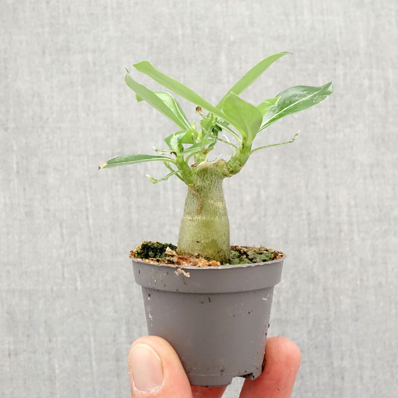Esimerkki keväällä toimitetusta Aavikkoruusu - Adenium obesum Mini-plante-taimesta