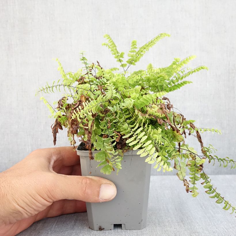 Esimerkki kesällä toimitetusta Tarha-adiantumi - Adiantum pedatum Godet de 8/9 cm-taimesta