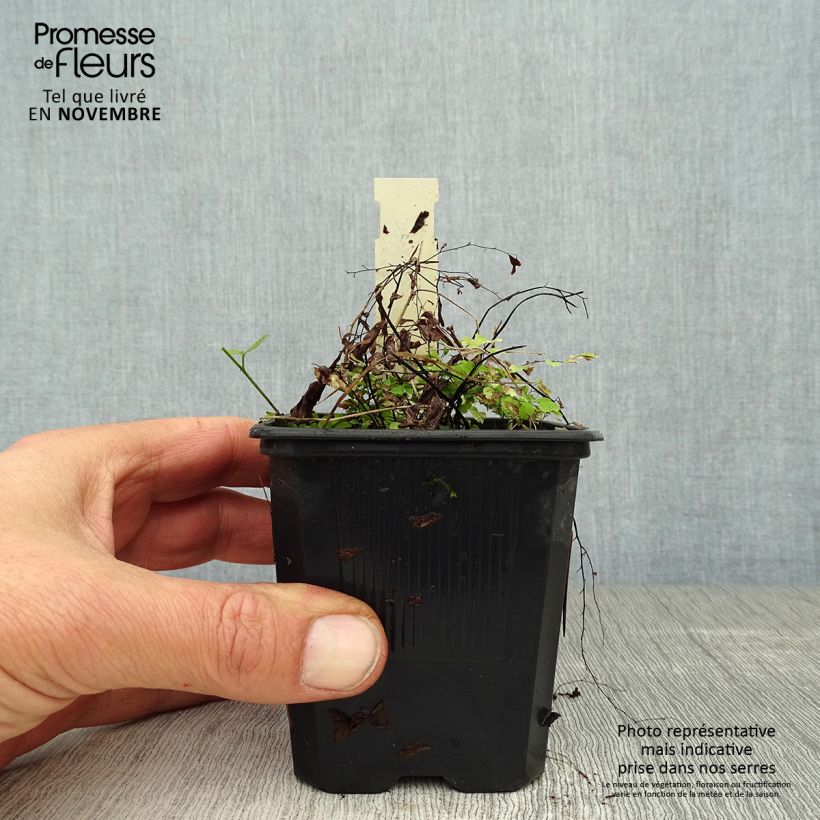 Esimerkki syksyllä toimitetusta Tarha-adiantumi - Adiantum pedatum 8/9 cm taimiruukku-taimesta