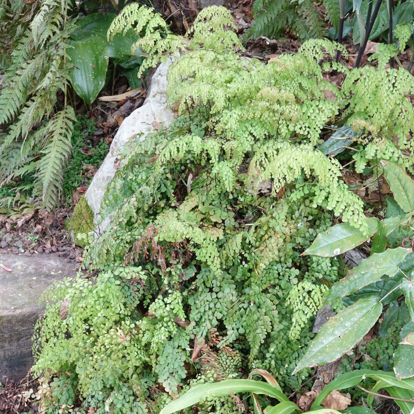 Himalajanadiantumi - Adiantum venustum (Kasvutapa)