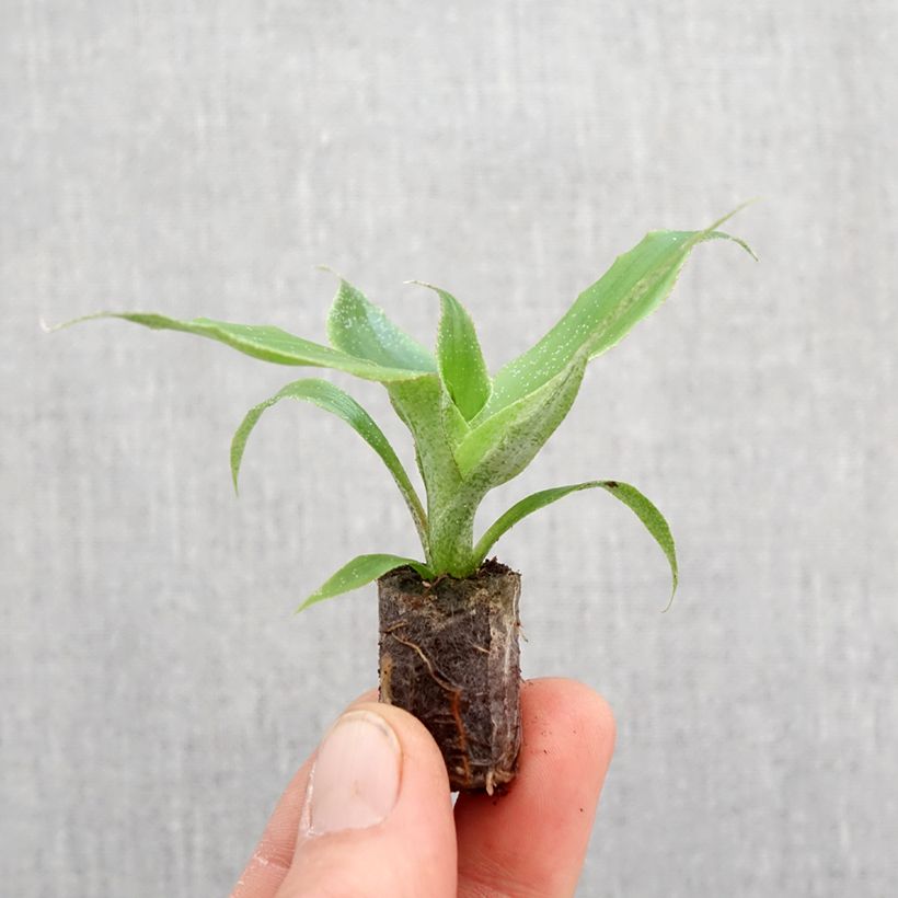 Esimerkki keväällä toimitetusta Aechmea tayoensis Mini-plante-taimesta