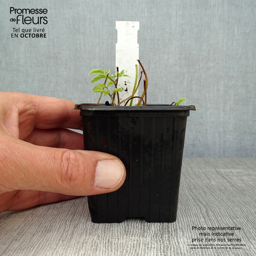 Esimerkki syksyllä toimitetusta Vuohenputki Variegata 7/8 cm taimiruukku-taimesta