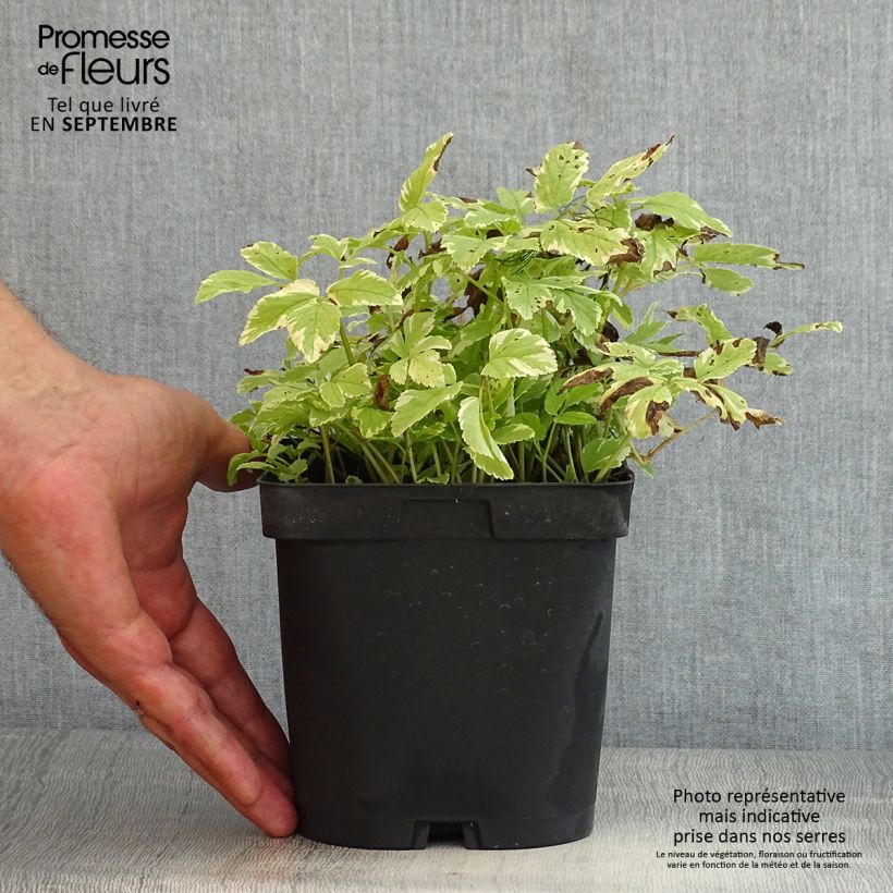 Esimerkki kesällä toimitetusta Vuohenputki Variegata Ruukku 2L / 3L-taimesta