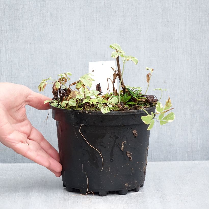 Esimerkki syksyllä toimitetusta Vuohenputki Variegata 2 litran/3 litran ruukku-taimesta
