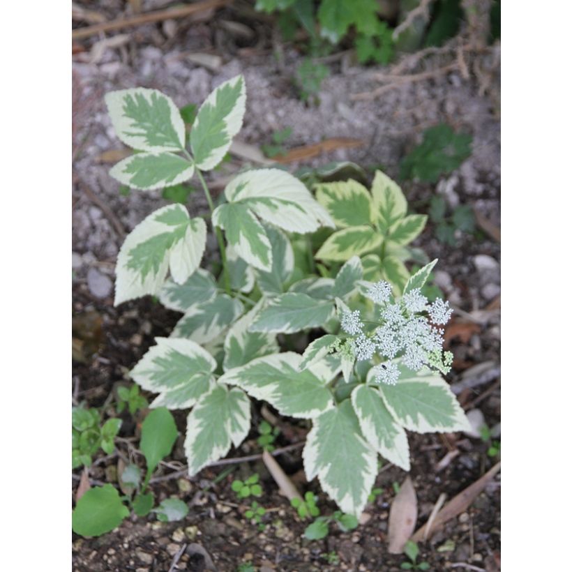 Vuohenputki Variegata (Kukinta)